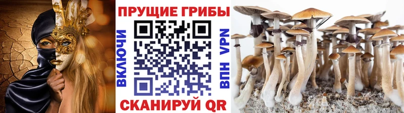 блэк спрут ONION  Кимры  Псилоцибиновые грибы Magic Shrooms  где купить  